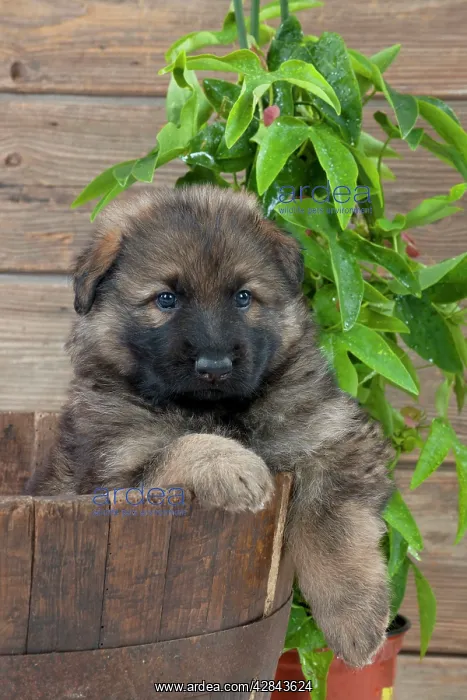 : DOG - German shepherd dog - puppy sitting in a wooden tub : DOG - German shepherd dog - puppy sitting in a wooden tub