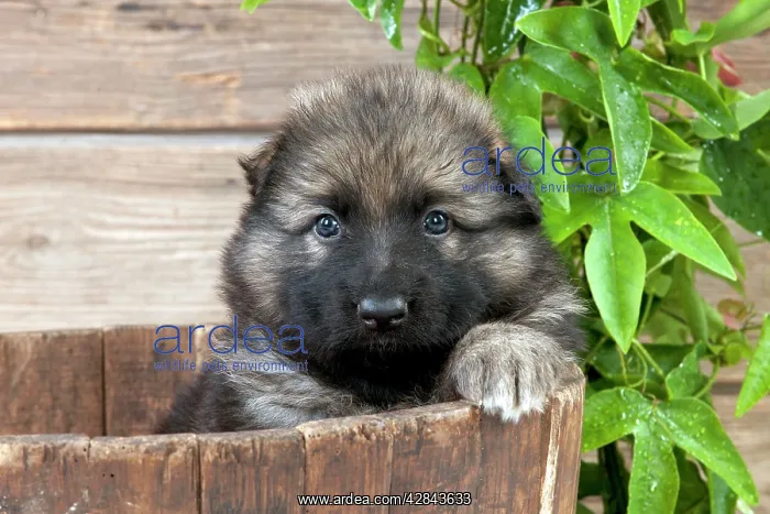 : DOG - German shepherd dog - puppy sitting in a wooden tub : DOG - German shepherd dog - puppy sitting in a wooden tub