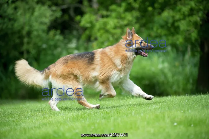: DOG - German shepherd dog - running through garden : DOG - German shepherd dog - running through garden