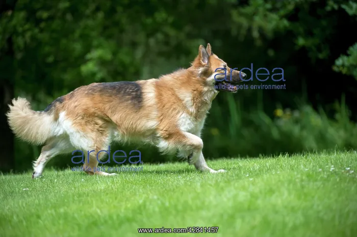 : DOG - German shepherd dog - running through garden : DOG - German shepherd dog - running through garden