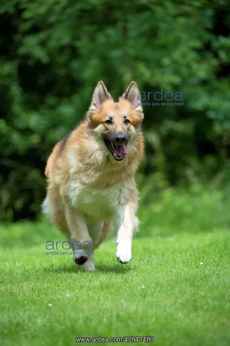 : DOG - German shepherd dog - running through garden : DOG - German shepherd dog - running through garden