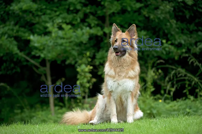 : DOG - German shepherd dog - sitting in garden : DOG - German shepherd dog - sitting in garden
