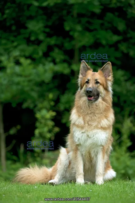  : DOG - German shepherd dog sitting in garden