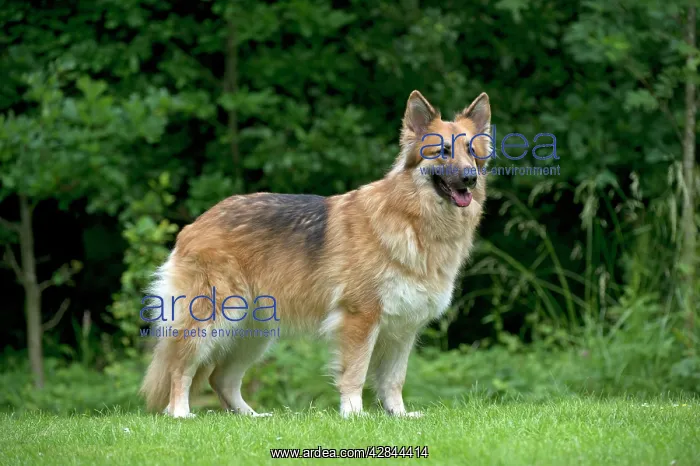 : DOG - German shepherd dog standing in garden : DOG - German shepherd dog standing in garden