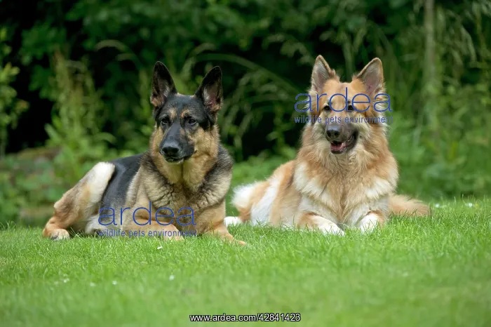 : DOG - German shepherd dogs - sitting together in garden : DOG - German shepherd dogs - sitting together in garden