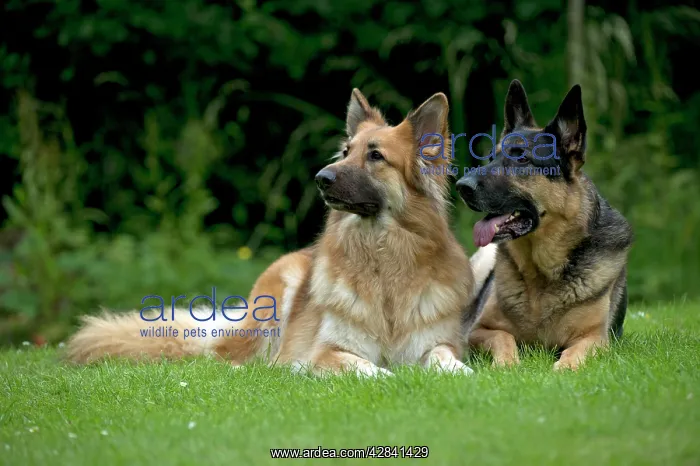 : DOG - German shepherd dogs sitting together in garden : DOG - German shepherd dogs sitting together in garden