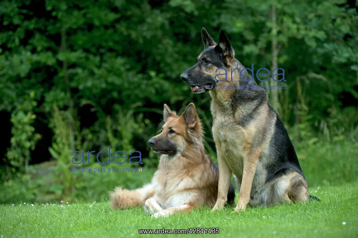 : DOG - German shepherd dogs - sitting together in garden : DOG - German shepherd dogs - sitting together in garden