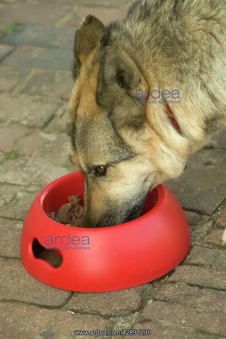 : Dog - German Shepherd - eating wet food from bowl : Dog - German Shepherd - eating wet food from bowl