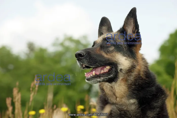 : DOG - German shepherd (head shot) : DOG - German shepherd (head shot)