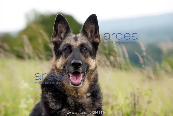 : DOG - German shepherd (head shot) : DOG - German shepherd (head shot)