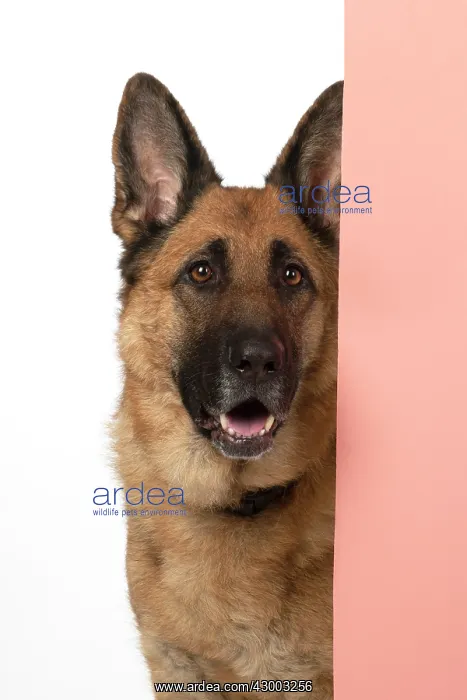 : DOG. German Shepherd, head & shoulders, face : DOG. German Shepherd, head & shoulders, face