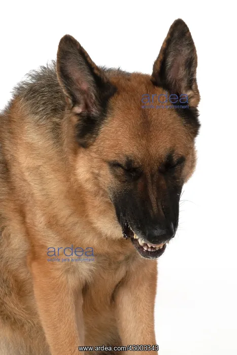 : DOG. German Shepherd, head & shoulders, face : DOG. German Shepherd, head & shoulders, face