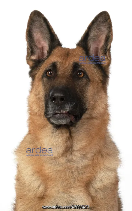 : DOG. German Shepherd, head & shoulders, face : DOG. German Shepherd, head & shoulders, face