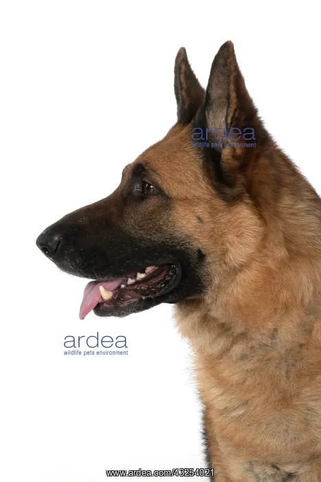 : DOG. German Shepherd, head & shoulders, face : DOG. German Shepherd, head & shoulders, face