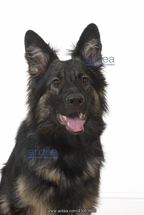 : DOG. German Shepherd, head & shoulders, studio : DOG. German Shepherd, head & shoulders, studio