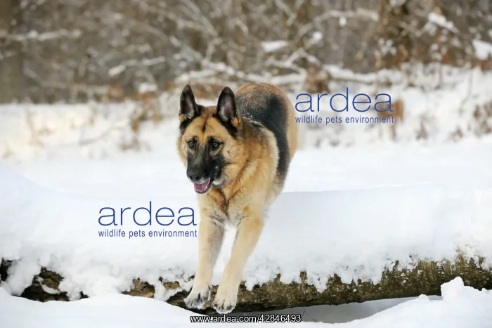 : DOG. German shepherd jumping over snow covered branch : DOG. German shepherd jumping over snow covered branch