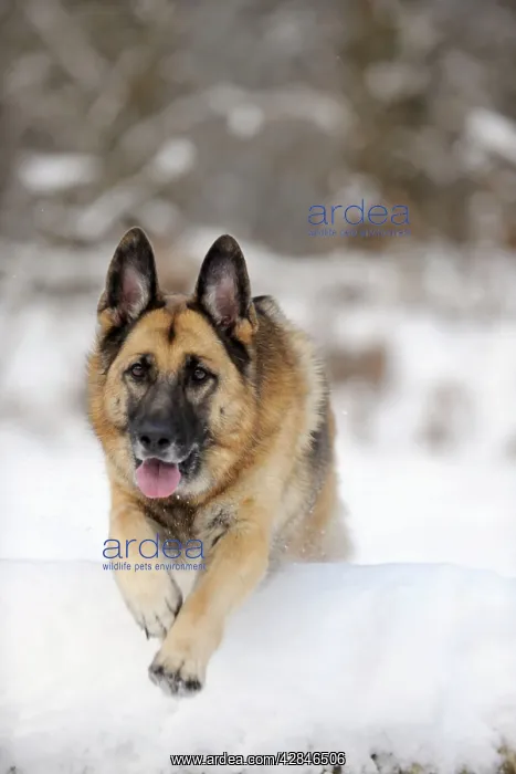 : DOG. German shepherd jumping over snow covered branch : DOG. German shepherd jumping over snow covered branch
