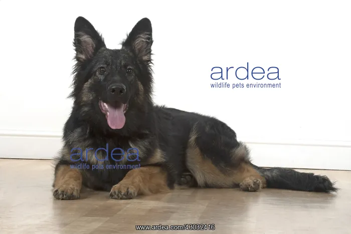 : DOG. German Shepherd, laying, studio : DOG. German Shepherd, laying, studio