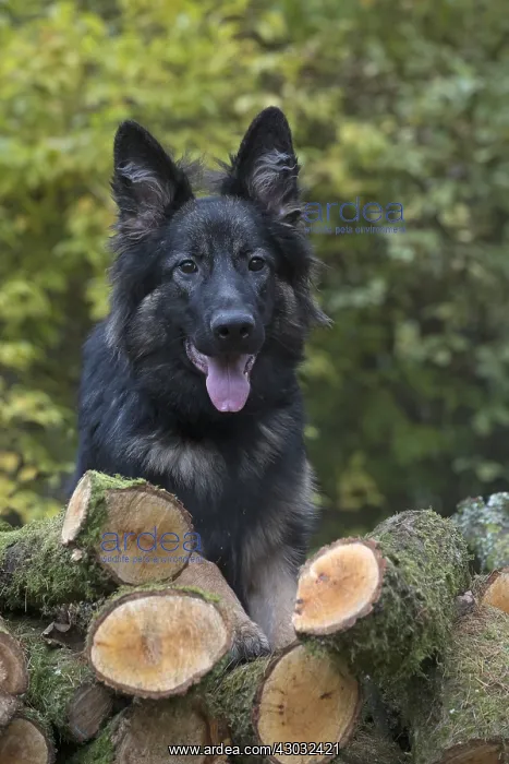 : DOG. German Shepherd, with log pile, autumn : DOG. German Shepherd, with log pile, autumn