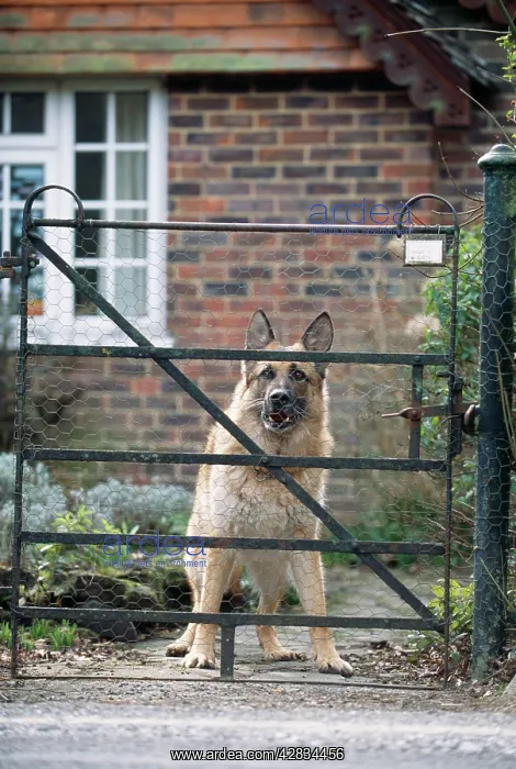  : DOG - German Shepherd looking aggressive at gate