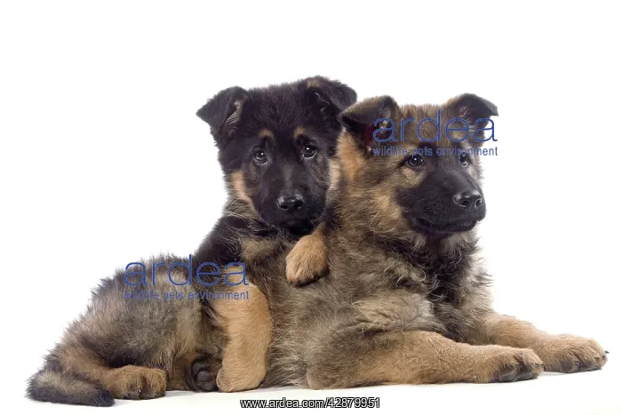  : Dog - German Shepherd puppies