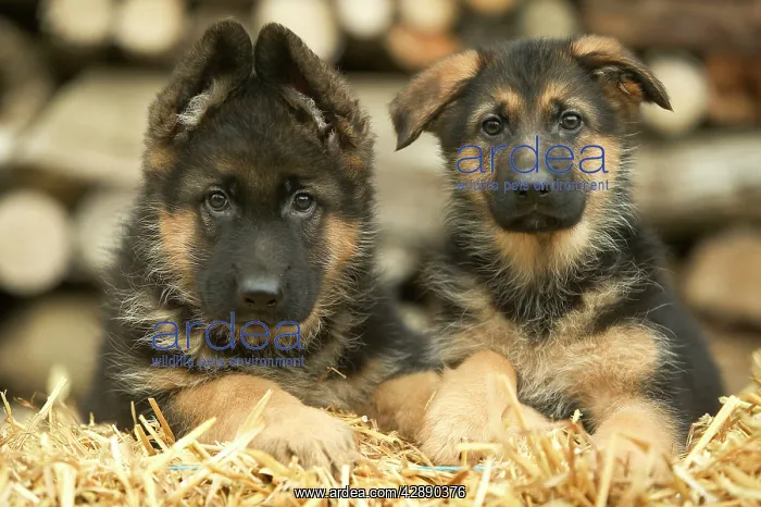  : Dog - German Shepherd - two puppies