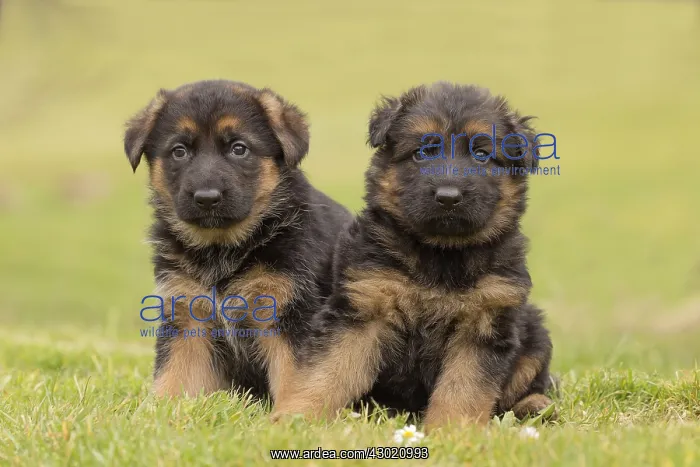  : Dog German Shepherd Puppies
