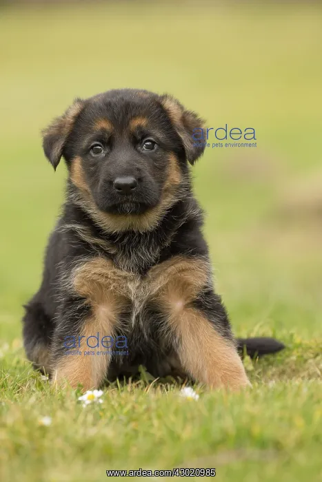  : Dog German Shepherd Puppy