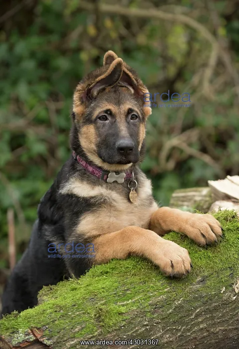 : Dog German Shepherd puppy : Dog German Shepherd puppy