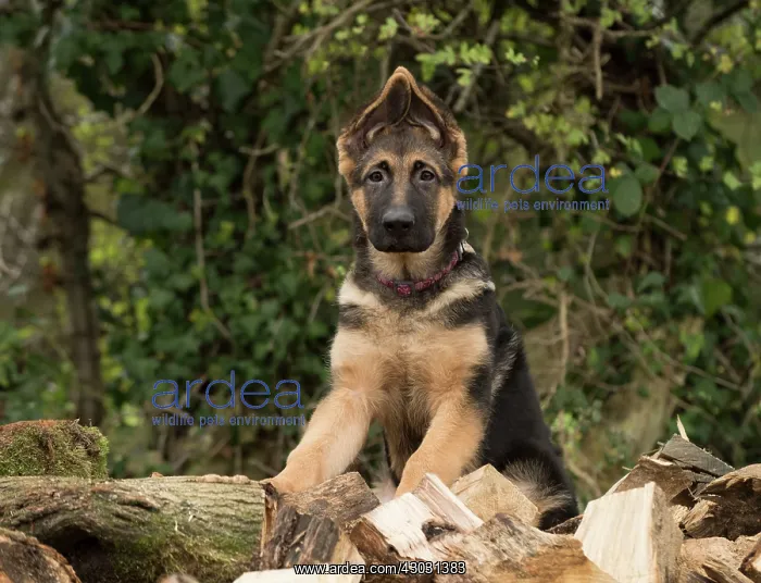 : Dog German Shepherd puppy : Dog German Shepherd puppy