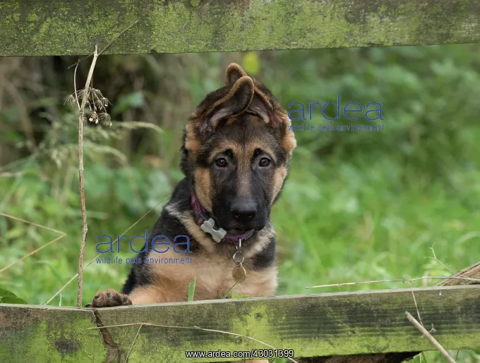 : Dog German Shepherd puppy : Dog German Shepherd puppy