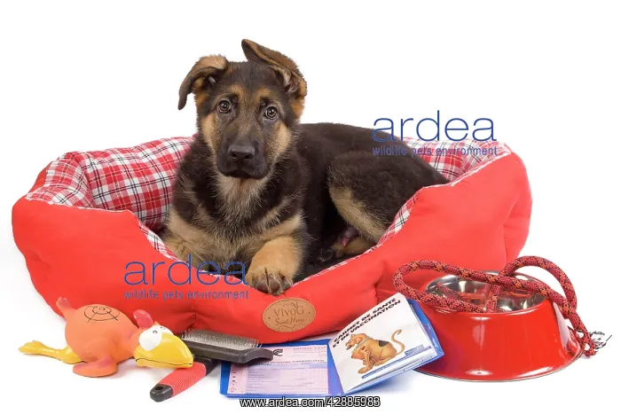  : Dog - German Shepherd - puppy in dog bed