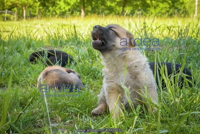 : Dog German Shepherd puppy howling on grass Galicia, Spain : Dog German Shepherd puppy howling on grass Galicia, Spain