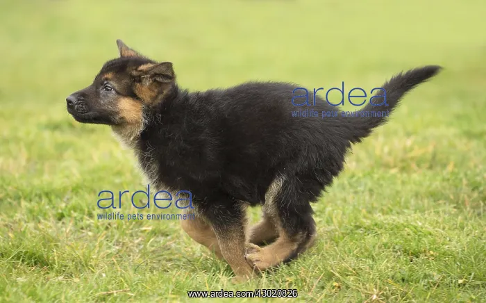  : Dog German Shepherd puppy running
