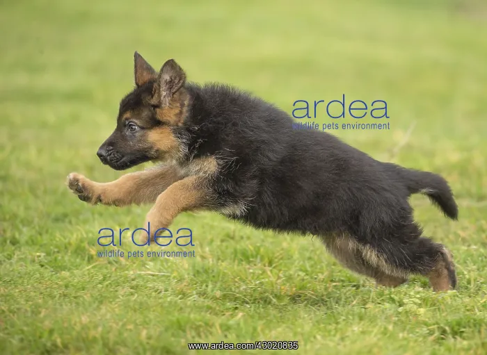  : Dog German Shepherd puppy running