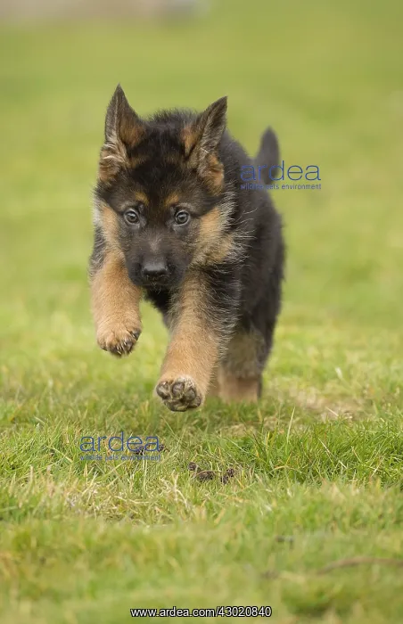  : Dog German Shepherd puppy running