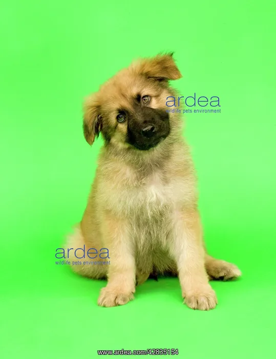 : Dog - German Shepherd puppy - tilting head : Dog - German Shepherd puppy - tilting head