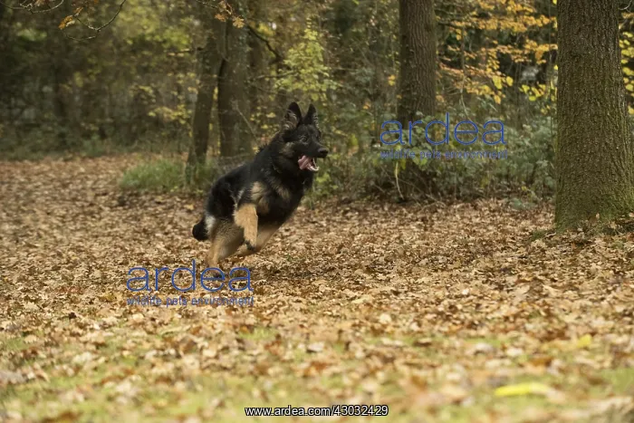 : DOG. German Shepherd, running in autumn leaves : DOG. German Shepherd, running in autumn leaves