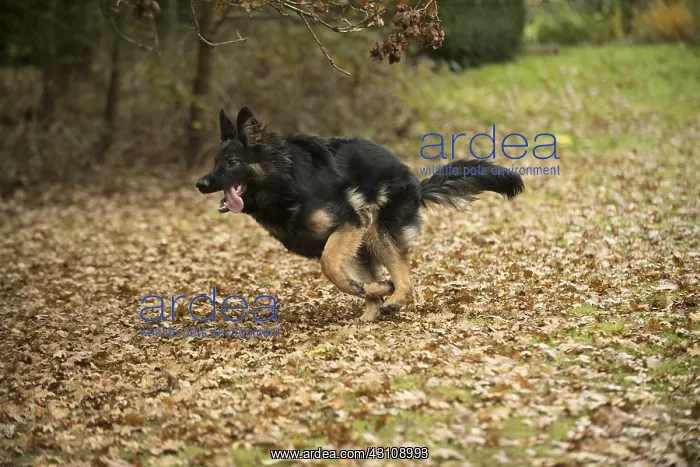 : DOG. German Shepherd, running in autumn leaves : DOG. German Shepherd, running in autumn leaves