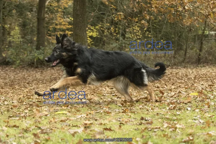 : DOG. German Shepherd, running in autumn leaves : DOG. German Shepherd, running in autumn leaves