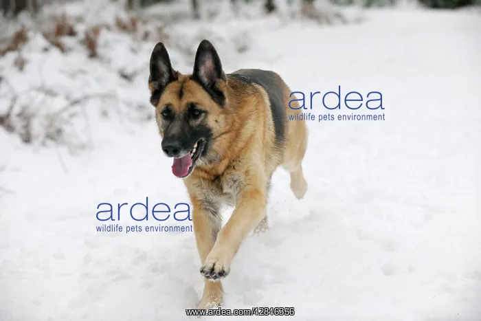 : DOG. German shepherd running through the snow