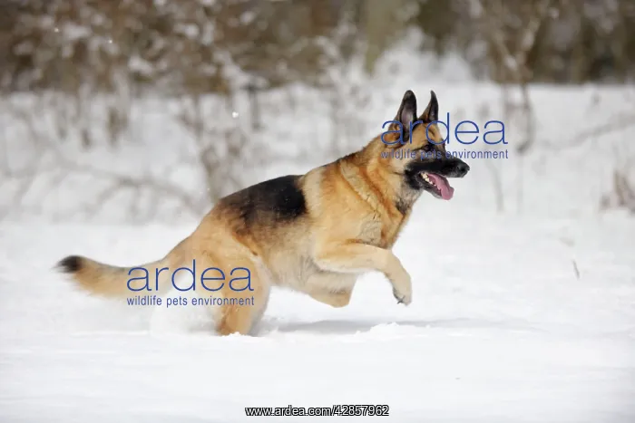 : DOG. German shepherd running through the snow