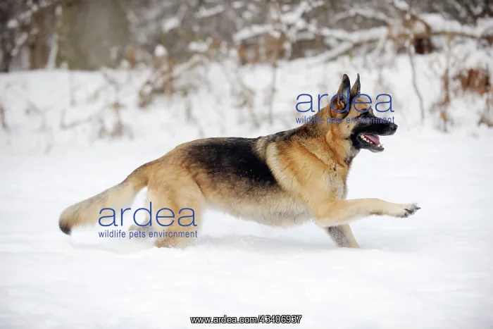  : DOG. German shepherd running through the snow