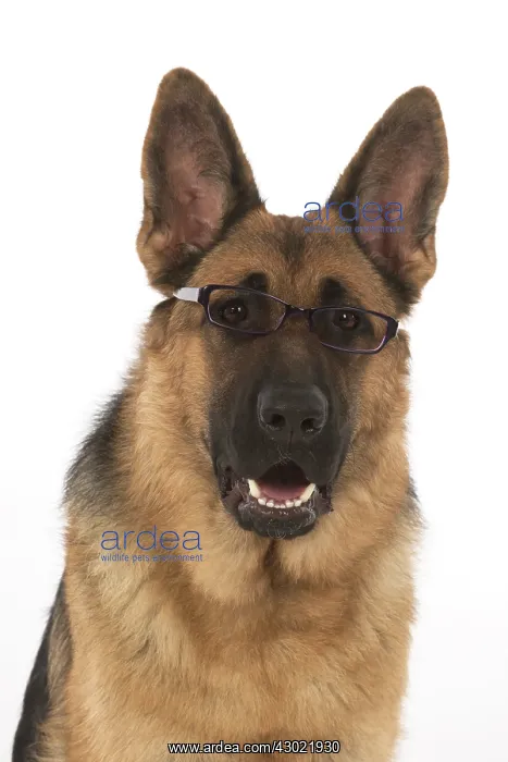 : Dog German Shepherd (sable) : Dog German Shepherd (sable)