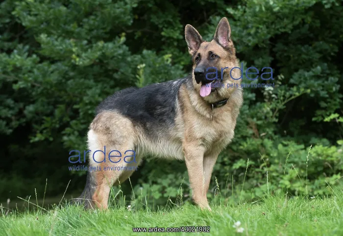 : Dog German Shepherd (sable) : Dog German Shepherd (sable)