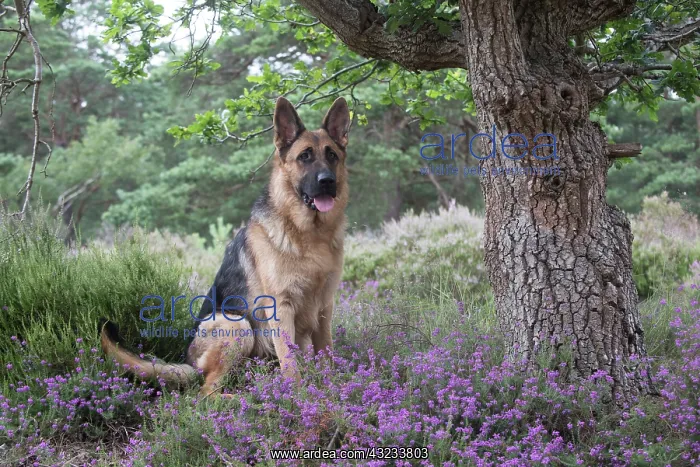  : Dog German Shepherd (sable)