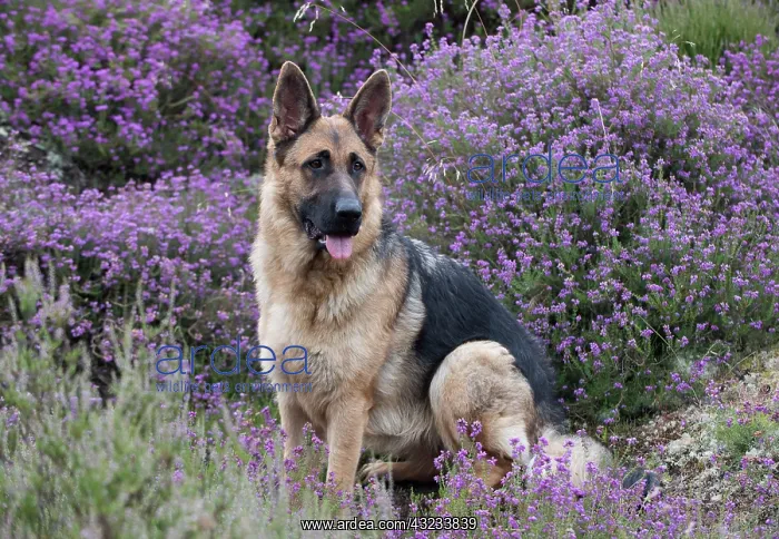 : Dog German Shepherd (sable) : Dog German Shepherd (sable)