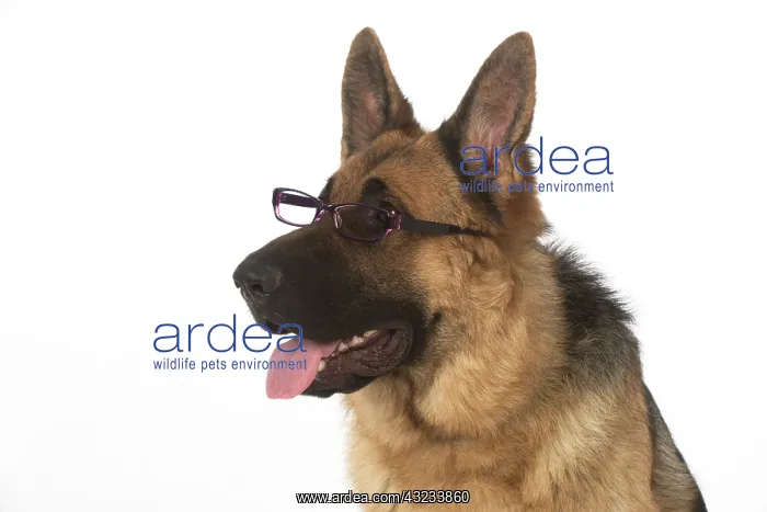 : Dog German Shepherd (sable) : Dog German Shepherd (sable)