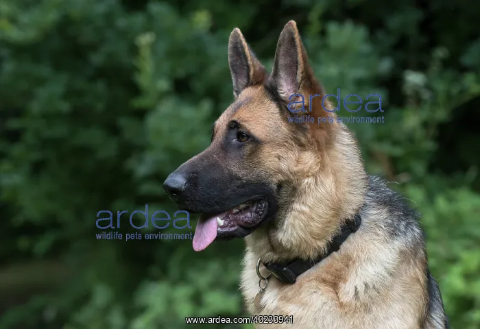 : Dog German Shepherd (sable) : Dog German Shepherd (sable)