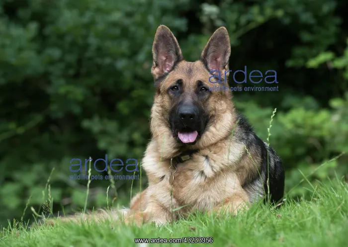 : Dog German Shepherd (sable) : Dog German Shepherd (sable)